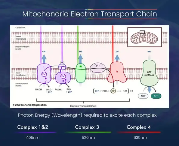 Electron Transport Chain diagram